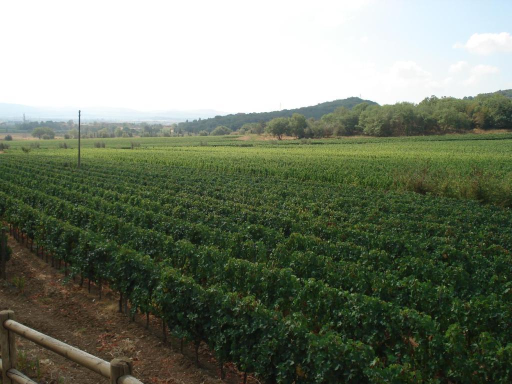 Agriturismo La Fontanella & Glamping Suvereto Exterior photo